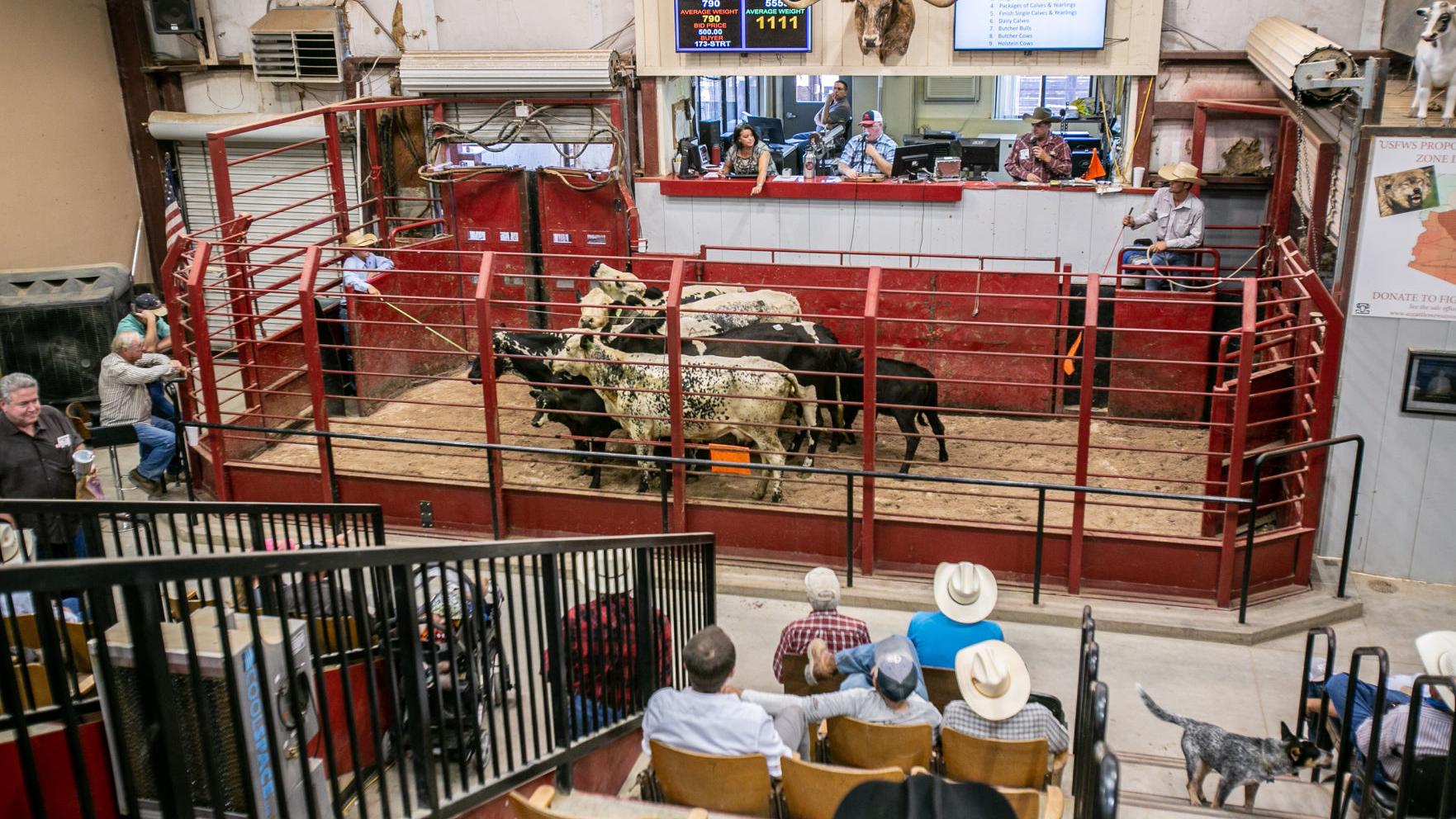 Man gets 5 years in prison, ordered to repay $3M to Marana family over cattle fraud